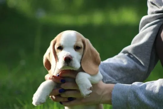 Beagle szczeniaczki po Championie Polski ZKwP (FCI), , Aleksandria Pierwsza