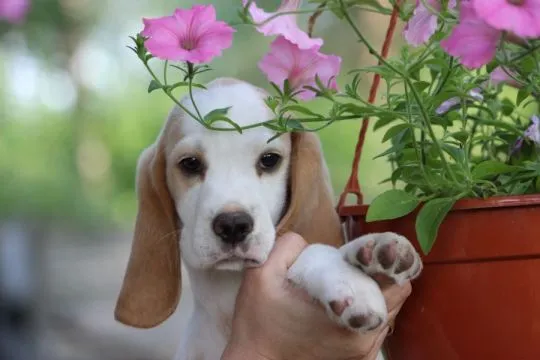 Beagle szczeniaczki po Championie Polski ZKwP (FCI), , Aleksandria Pierwsza