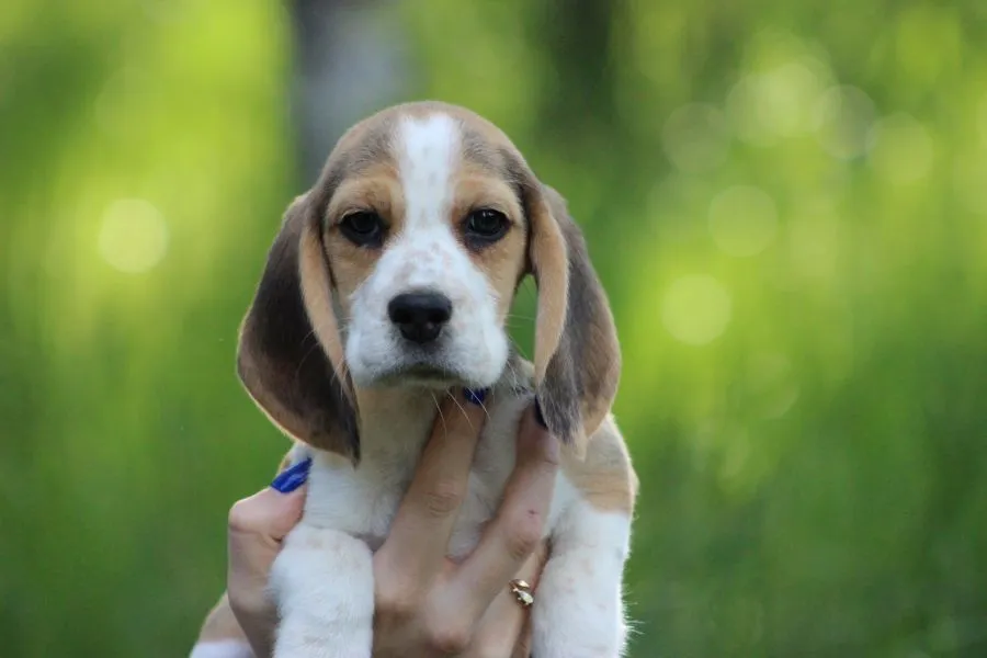 Beagle szczeniaczki po Championie Polski ZKwP (FCI), , Aleksandria Pierwsza