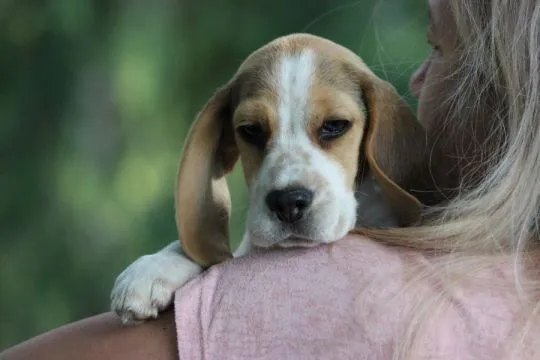 Beagle szczeniaczki po Championie Polski ZKwP (FCI), , Aleksandria Pierwsza