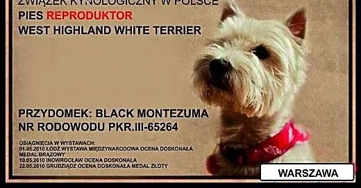 West Highland White Terrier krycie reproduktor ,