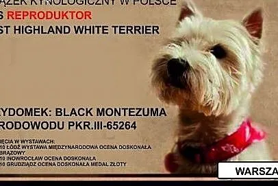 West Highland White Terrier krycie reproduktor ,  