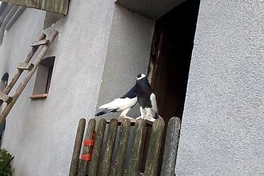 Garłacze czeskie, Lubuskie, Szprotawa