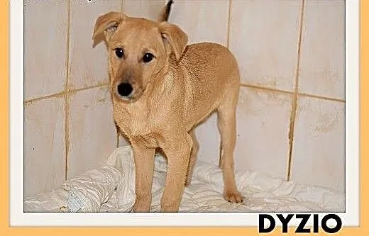 DYZIO,6 mies. szczeniak,piesek średni,szczepiony.A