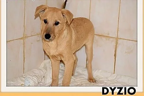 DYZIO,6 mies. szczeniak,piesek średni,szczepiony.A