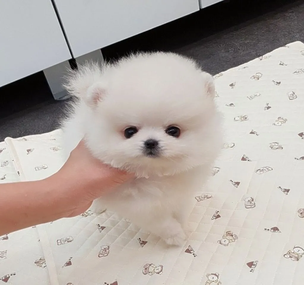 POMERANIAN TOY, Podlaskie, Białystok