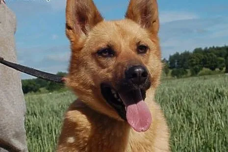 Fiona - grzeczna, młoda suczka w typie owczarka ni