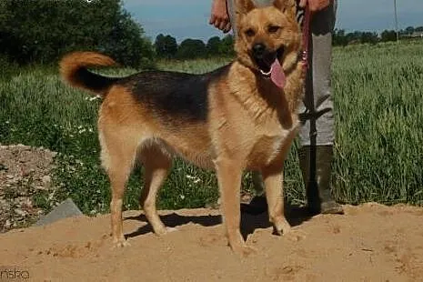 Fiona - grzeczna, młoda suczka w typie owczarka ni