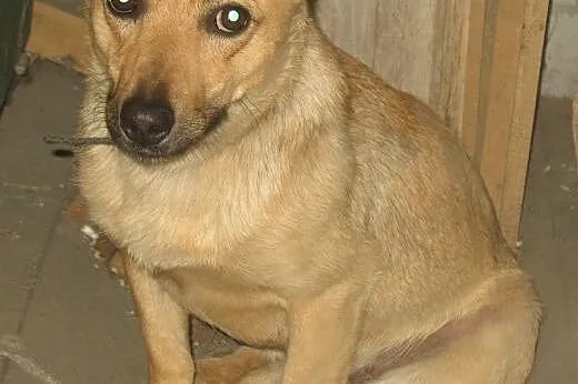 Zula młodziutka  szuka schronienia  ,  mazowieckie
