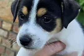 szczeniaki Jack russell terrier z rodowodem
