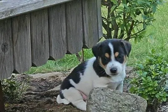 szczeniaki Jack russell terrier z rodowodem, Opolskie, Nysa