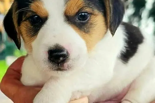 szczeniaki Jack russell terrier z rodowodem, Opolskie, Nysa