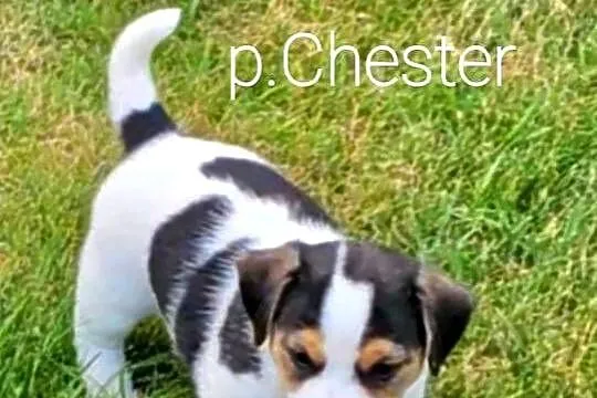szczeniaki Jack russell terrier z rodowodem, Opolskie, Nysa