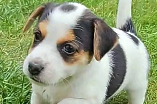 szczeniaki Jack russell terrier z rodowodem, Opolskie, Nysa