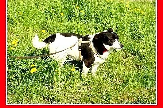 7kg,mały piesek do domu z ogródkiem,łagodny PEPE.Adopcja,  małopolskie Kraków