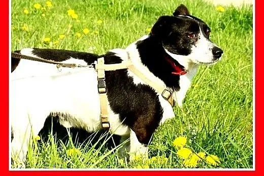 7kg,mały piesek do domu z ogródkiem,łagodny PEPE.A