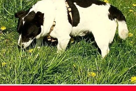 7kg,mały piesek do domu z ogródkiem,łagodny PEPE.A