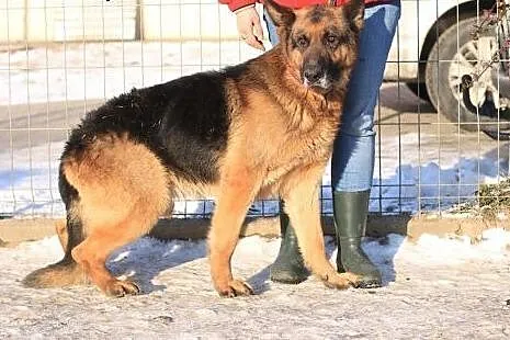 Ernest - owczarek niemiecki,  mazowieckie Nowy Dwó