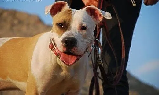 7 miesięczny amstaff Drago czeka na dobry dom, Am