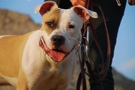 7 miesięczny amstaff Drago czeka na dobry dom,  Am