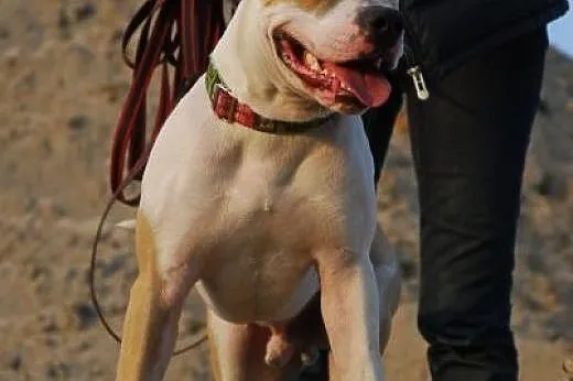 7 miesięczny amstaff Drago czeka na dobry dom,  Am
