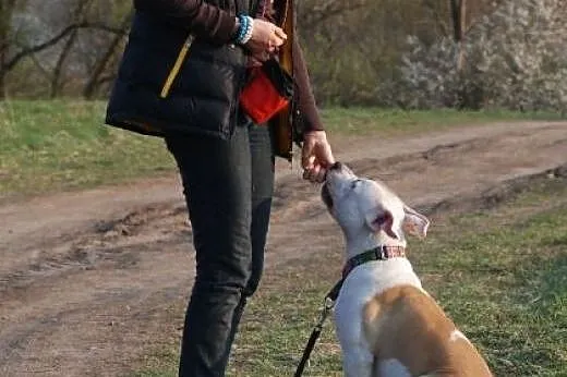 7 miesięczny amstaff Drago czeka na dobry dom,  Am