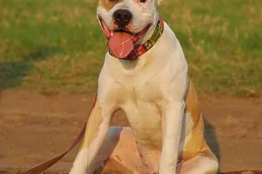 7 miesięczny amstaff Drago czeka na dobry dom,  Am