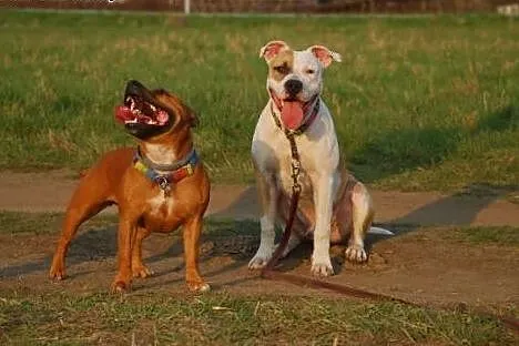 7 miesięczny amstaff Drago czeka na dobry dom,  Am
