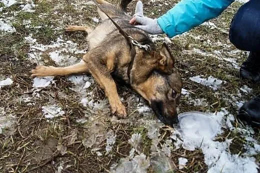 JAK nie TY to KTO ?! MRÓWKA czeka NA DOM!!!,  mazo
