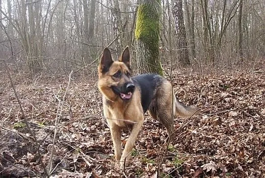 Ciri - suczka owczarka niemieckiego czeka na dom, Mazowieckie, Warszawa