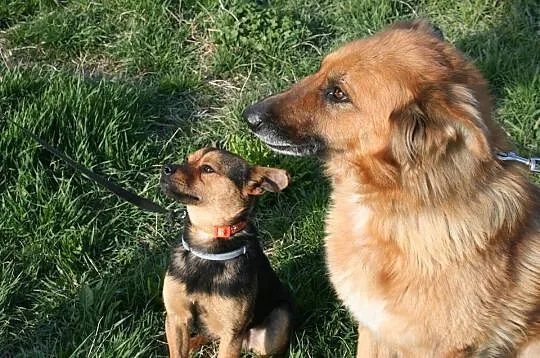 Koka i Kumpel, cudowni psi przyjaciele do adopcji!