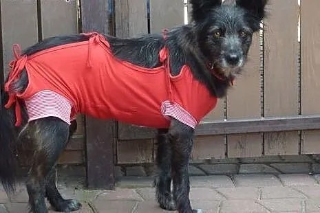 Kaja -&#8211; kudłata, piękna, czarna perełka 