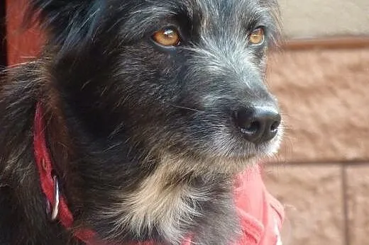 Kaja -&#8211; kudłata, piękna, czarna perełka 