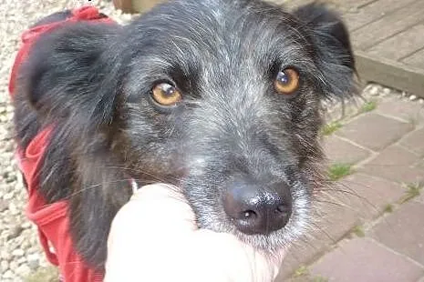 Kaja -&#8211; kudłata, piękna, czarna perełka 