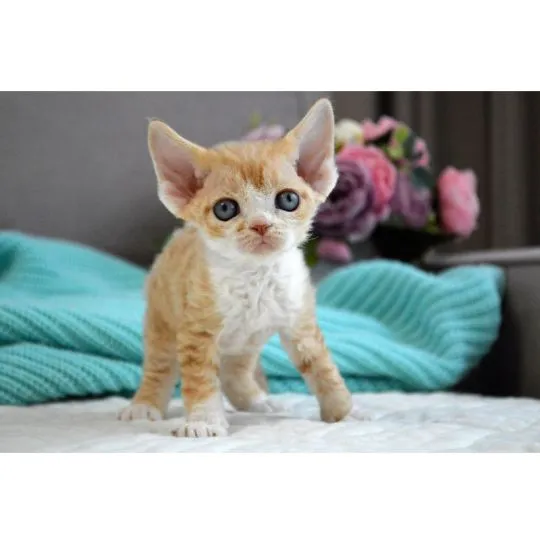 Wysterylizowana, odpazurzona, zaczipowana kotka rasy devon rex trafi do dobrego domu., Śląskie, Racibórz