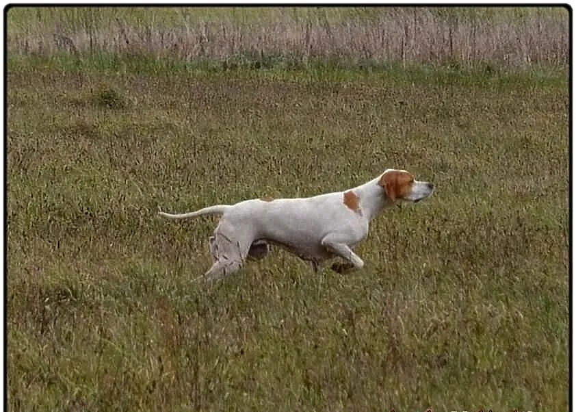 Szczenięta rasy ENGLISH POINTER - zapowiedź miotu