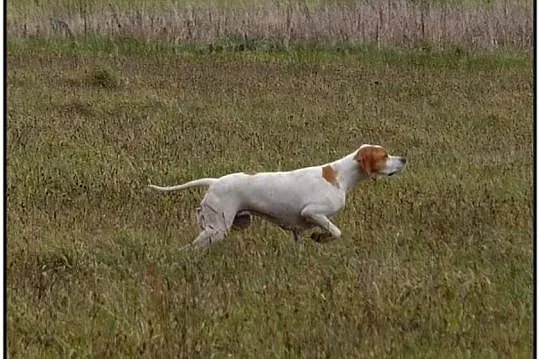 Szczenięta rasy ENGLISH POINTER - zapowiedź miotu 