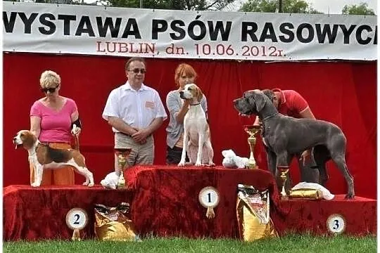 Szczenięta rasy ENGLISH POINTER - zapowiedź miotu 