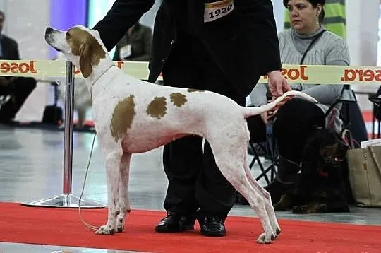 Szczenięta rasy ENGLISH POINTER - zapowiedź miotu 