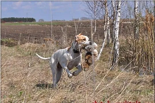 Szczenięta rasy ENGLISH POINTER - zapowiedź miotu 