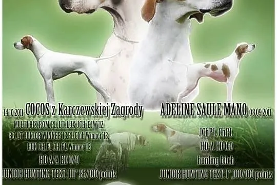 Szczenięta rasy ENGLISH POINTER - zapowiedź miotu 