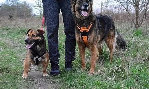 Maczo do adopcji maly psiak FILMIKI, łódzkie Skie