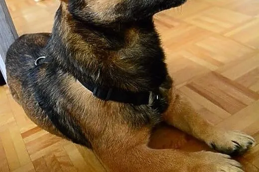 Maczo do adopcji maly psiak FILMIKI,  łódzkie Skie