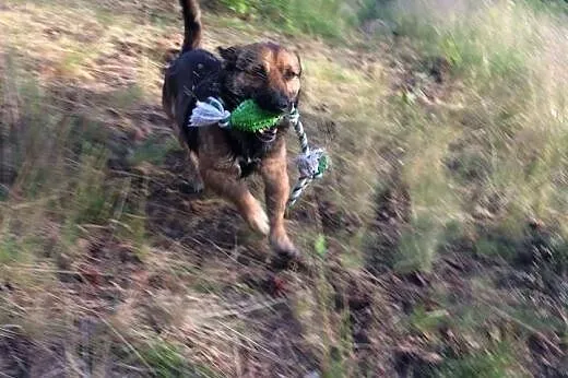 Maczo do adopcji maly psiak FILMIKI,  łódzkie Skie