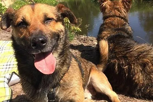 Maczo do adopcji maly psiak FILMIKI,  łódzkie Skie