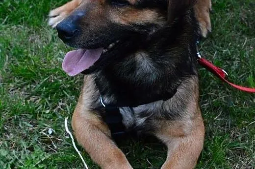 Maczo do adopcji maly psiak FILMIKI,  łódzkie Skie