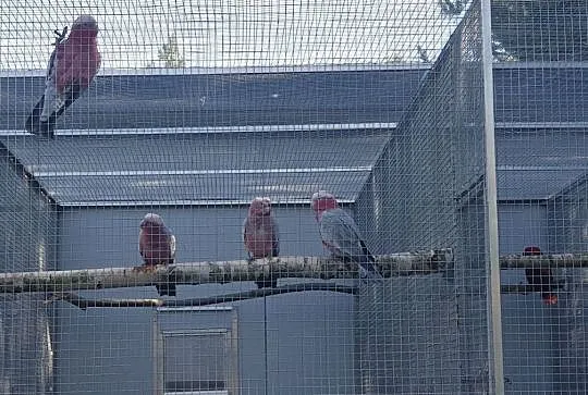 Kakadu Różowe młode 2018r - 2019 r. 4 samice DNA o, Warka