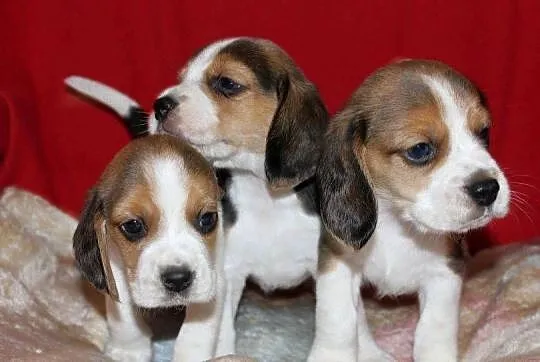 Beagle szczeniaczki ZKwP FCI po Championach, Śląskie, Aleksandria
