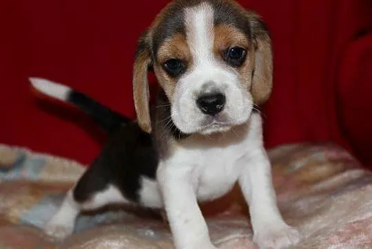 Beagle szczeniaczki ZKwP FCI po Championach, Śląskie, Aleksandria