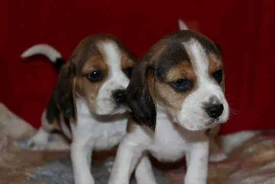 Beagle szczeniaczki ZKwP FCI po Championach, Śląskie, Aleksandria